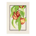 ショッピングアリス DVD／アリスのおいしい革命 DVD BOX