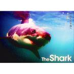 Ｔｈｅ Ｓｈａｒｋ／鍵井靖章