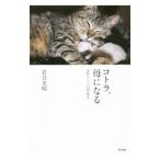ko тигр,. стать Цу легкий. кошка. 4 сезон история | скала . свет .