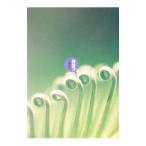 o. .| Kudo прямой .