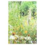 日々香日／大橋マキ