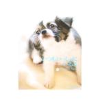  всегда ........|hirojikazo