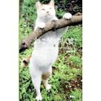 ne. supplement ( смех )|Love Cat37