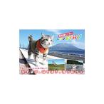 . хорошо кошка герой nyan.. line .!| команда *nyan.