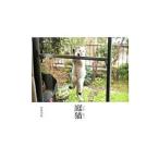  двор кошка | дешево .. ветка 