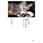 ko тигр,. стать Цу легкий. кошка. 4 сезон история | скала . свет .