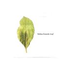  стерео fano*gtse Tey | leaf 