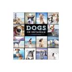 DOGS ON INSTAGRAM／＠dogsofinstagram