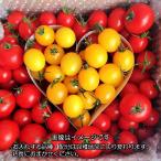 販売終了　トマト　ミニトマト　新鮮　生産者直送　店長おまかせバラミックス『ハート』でお届け　２キロ　1日3箱限定　クール便で配送
