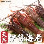 お中元 プレゼント 伊勢海老 訳あり 刺身 約900g-1kg (8〜12尾) エビ 高級 冷凍