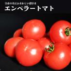 ショッピングトマト トマト 佐賀県産 エンペラースーパーレッド 約1kg(12-20玉) 高糖度 旨味 濃厚