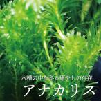 アナカリス 水草 20本 国産 農薬不使用 金魚藻 オオカナダモ 有茎草 めだか アクアリウム メダカフレンド