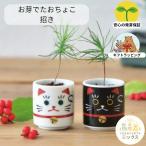 栽培キット お芽でたおちょこ 招き 盆栽 松 赤松 黒松 招き猫 まねきねこ 縁起物 御祝 ミニ盆栽 栽培セット 小鉢 観葉植物 種 和雑貨 置物 かわいい 初心者 室内
