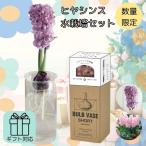 ヒヤシンス フラワー ベース 水耕栽培 球根 ギフト プレゼント ショートサイズ容器 栽培キット 2色 秋植え 室内 観葉植物 簡単 おしゃれ 初心者 インテリア