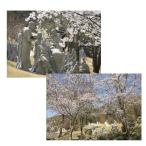 アートクリアファイル 仏教美術『羅漢公園 桜』念仏宗無量寿寺（念佛宗）総本山 佛教之王堂 A4 メール便対応