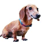 首輪  小型犬 おしゃれ  ブルーミー デニムカラー Sサイズ