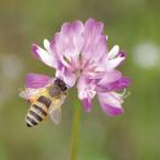 Yahoo! Yahoo!ショッピング(ヤフー ショッピング)蜂蜜 国産　HACHIBEI（八米）　ハニーNO,8 満開のレンゲ