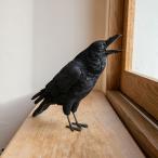 PET BANK ペットバンク JUNGLE CROW カラス リアルな動物の貯金箱