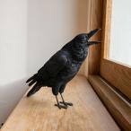 ショッピングCROW PET BANK ペットバンク　JUNGLE CROW　カラス　リアルな動物の貯金箱　