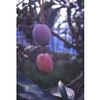 アップルマンゴー　アーウィン　接木苗（13.5センチポット植え）：熱帯果樹苗