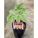  утро . морковь ( pot ..) Goryeo морковь otane человек Gin 3 год сырой рассада 