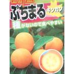 プチマルタネナシ金柑ぷちまる：果樹...