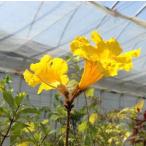  желтый цветок табебуйя i. дерево ( табебуйя -. дерево ) 5 размер растение в горшке большой АО 