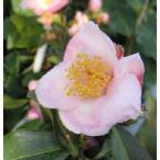 ���X�P�F�ցi�c�o�L�j