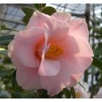  перо .:.( камелия )