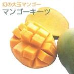 キーツマンゴー 接木苗(13.5センチポット植え):熱帯果樹苗