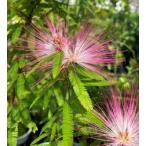 トキワネム：カリアンドラセロイ　　5寸鉢植え（ネムノキ）