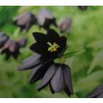  чёрный лилия ( чёрный 100 .) pot ..