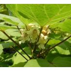 キササゲ　（木ササゲ）　ポット植え　樹高20〜30センチ程度　苗　苗木