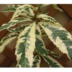  каштан саженец рассада . ввод лист запад каштан ( контактный . дерево,4 размер pot ..)