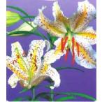  гора 100 .(yama лилия ) pot ..