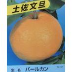 ショッピング文旦 パールカン（土佐文旦）：果樹苗　とさぶんたん　トサブンタン　柑橘苗　苗木　接木　苗　みかん
