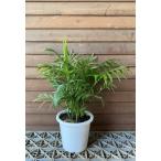  стол cocos nucifera (5 размер растение в горшке )