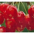 ショッピングさくらんぼ 紅きらり（サクランボ）：果樹苗　PVP　　さくらんぼ　苗木　苗　接木