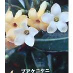 pa*kenikeni(pakenikeni) 3 размер pot .. рассада саженец . один человек sama 1 АО пожалуйста 