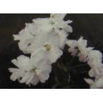  Sakura. дерево Sakura. саженец Sakura. цветок Fuji Sakura цветок машина : Fuji The kla - nagruma( Sakura ) саженец Sakura рассада Sakura 