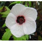 タカサゴフヨウ（高砂芙蓉）　苗　苗木