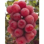  Queen колено na( виноград ): фруктовое дерево рассада PVP рассада саженец ... саженец виноград. саженец 