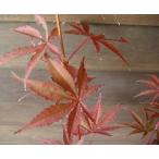紅鏡　深切大紅葉（ベニカガミ　フカギレオオモミジ）