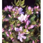 トキワバイカツツジ　（常磐梅花躑躅）　ポット植え　苗　苗木