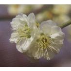 花梅　苗木　梅の木　梅の花　八重緑萼：ヤエリョクガク(花梅） ハナウメ 苗木 苗