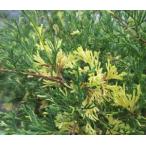 . ввод лист подлинный Kashiwa (. ввод лист sin Park )