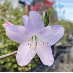  черный fne азалия ( чёрный судно ...)