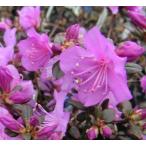 �P�G�]�����T�L�c�c�W