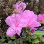 ���ԕP�G�]�����T�L�c�c�W