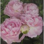  Kaguya Hime . лекарство рассада . лекарство. рассада пион рассада shaku ya. рассада 2 год сырой .. большой АО большой колесо . лекарство ( пион ).....